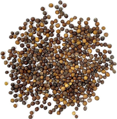 WILLVINE VNR -VII Dwarf Siberian Improved Kale [50g] Seed(15000 per packet)