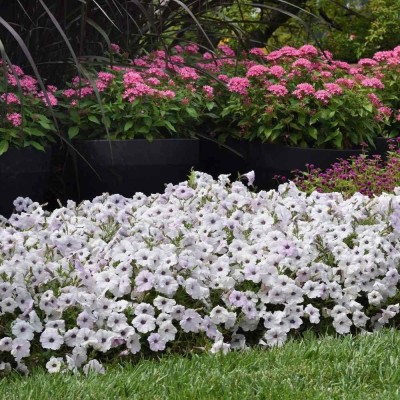 CYBEXIS GBPUT-44 - Easy Wave Spreading Petunia Silver Flower - (180 Seeds) Seed(180 per packet)