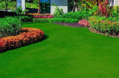 Greenfall Korean Lawn Grass for Park Areas - 5500 Seeds Seed(5500 per packet)