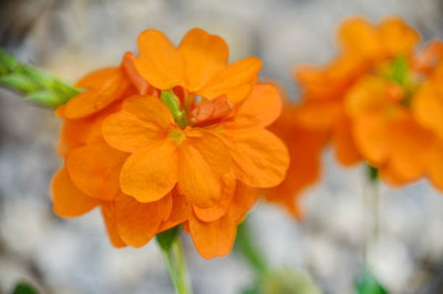 eKisanzone kanakambaram-firecracker-crossandra Seed(60 per packet)