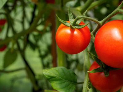 SSPLANTS tomato Seed(145 per packet)