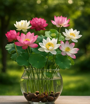 DEYS AGRO ™ mix hybrid lotus flower seeds exotic Seed(40 per packet)