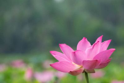 AK AGRO HYBRID SEEDS lotus,kamal gatta Seed(10 per packet)