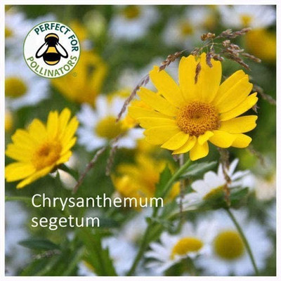 VibeX Chrysanthemum Seed(30 per packet)