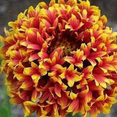 Aywal Gaillardia Mixed Colour Flower Seed(10 per packet)