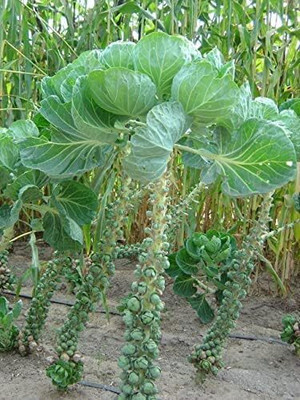 WILLVINE AMR -XI Brussels Sprout Cabbage Green [50g] Seed(15000 per packet)