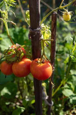 Bharath Agencies tomato Seed(95 per packet)