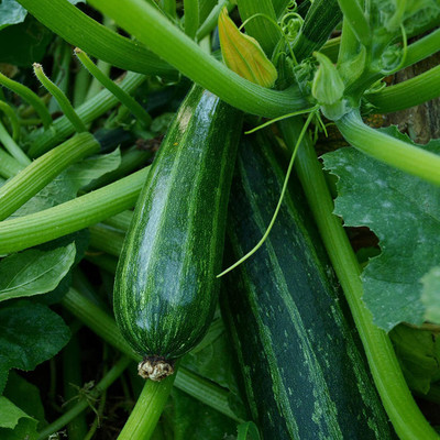 VibeX ® XLR-506 Cocozelle Zucchini Seeds Seed(100 per packet)