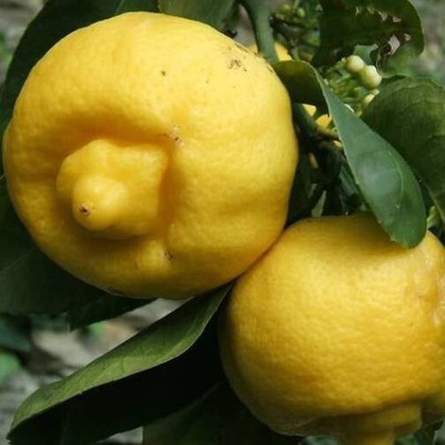 Quentova CITRUS LIMETTA - SWEET LEMON, ROMAN LIME-DLX-6P Seed(20 per packet)