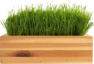 Biosnyg Pure Wheat Grass for Juicing Seeds for Juicing & Health Drinks-(10000 Seeds) Seed(10000 per packet)