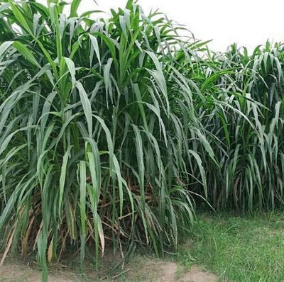 Siddhivinayak Express Napier grass seeds, Elephant grass seeds, Pennisetum Purpureum Grass Seeds Seed(25 g)