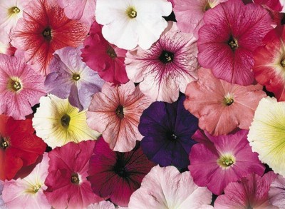 Quentova Petunia Celebrity Regular Mix Flower-NST-3V Seed(75 per packet)