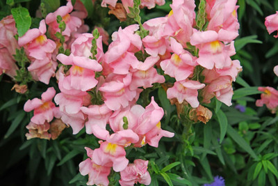 Lorvox Antirrhinum/Snapdragon/Dog Flower Dwarf Flower Seed(105 per packet)