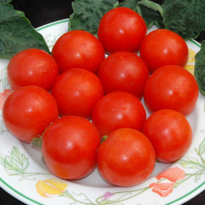 VRAKSHA GARDENER'S DELIGHT Tomato टमाटर Seed(2000 per packet)