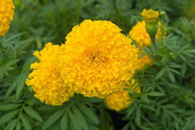 SeeGreen farm marigold,gende ka phool Seed(30 per packet)