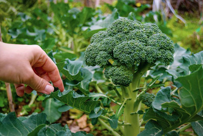 DEYS AGRO ™ broccoli seeds, f1 hybrid brocoli seeds, broccoli vegetable seeds Seed(24 per packet)