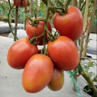 CYBEXIS Abhiman Hybrid Tomato2000 Seeds Seed(2000 per packet)