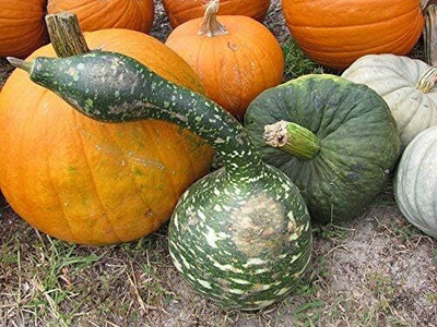 Qualtivate HUA-7A Birdhouse Gourd for Planting Seed(50 per packet)