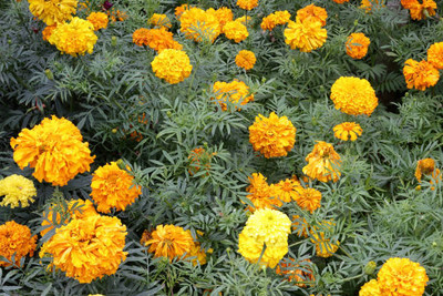 GREENBAAG marigold/gende ka phool flower seeds Seed(50 per packet)