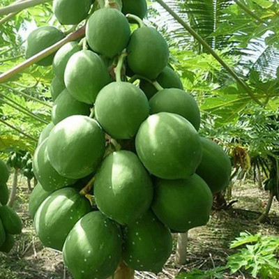SeeGreen Red Lady F1 Hybird Papaya Taiwan 786 Variety, Papaya Hybird Seed(55 per packet)