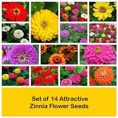 CYBEXIS Set of 14 Attractive Zinnia Flower Seeds Seed(10 g)