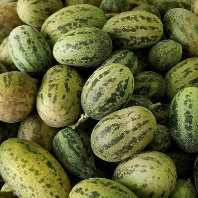 Quentova Kachra Vegetable Seeds-VOX-11F Seed(250 per packet)