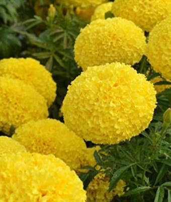 ibains Marigold mix seed Seed(41 per packet)