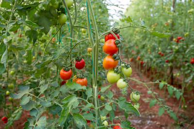 jui halder tomato Seed(85 per packet)