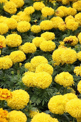 Greenlive traders marigold/gende ka phool flower seeds Seed(25 per packet)