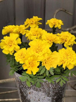 XOLDA Exotic marigold yellow Seed(47 per packet)