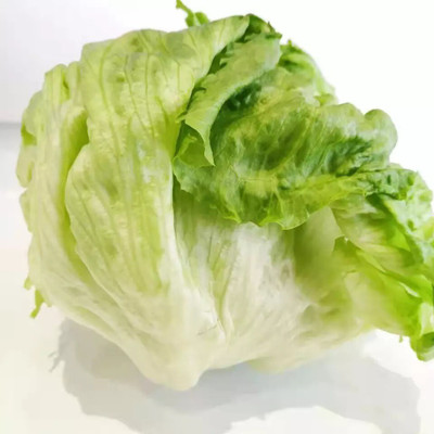Quentova High-quality organic lettuce-AJ-11Y Seed(200 per packet)