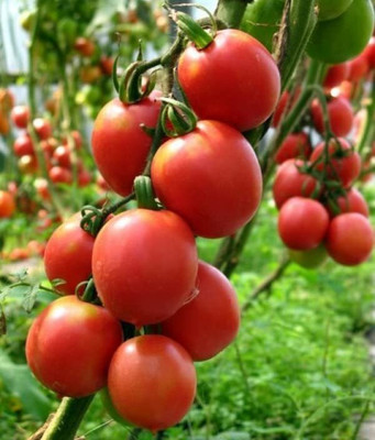 LPR TOMATOO,TAMATARR Seed(30 per packet)