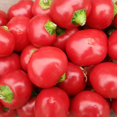 Biosnyg Hybrid Hot Cherry Bomb Chilli Seeds for Home Gardening-(2000 Seeds) Seed(2000 per packet)