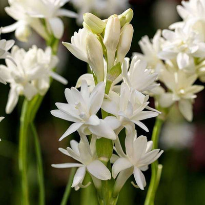 BDSresolve Rajanigandha flower/Tuberose flower seeds 10 Seed(10 per packet)