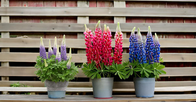 Lorvox Lupin Mix Dwarf Flower Seed(34 per packet)