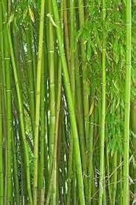 BJUBAS Bamboo seed for farming pack of 32 Seed(32 per packet)