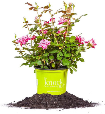 WILLVINE PAU-355 Double Pink Knock Out Rose Seeds Seed(50 per packet)