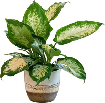 SARA Aglaonema Seed(1 per packet)