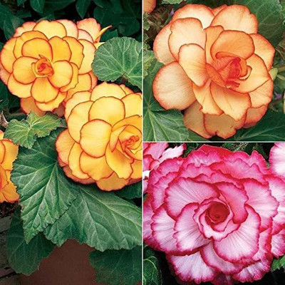 CYBEXIS PUAS-60 - Begonia Beautiful Multi-Colour Flowers - (30 Seeds) Seed(30 per packet)