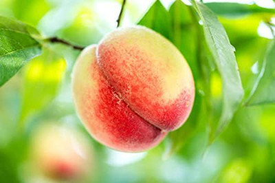 KANAYA Peach Dry Fruit Tree Seed(8 per packet)