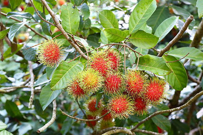 MAA LITCHI,LICHEE,LYCHEE Seed(10 per packet)