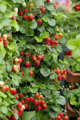 Aro Strawberry, Strawberries Seed(280 per packet)