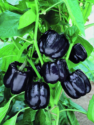 WILLVINE TLX-624 Black CAPSICUM SIMLAMIRCHI SEEDS Seed(200 per packet)