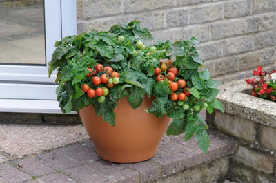 DIVINE TOMATO , TAMATAR Seed(20 per packet)