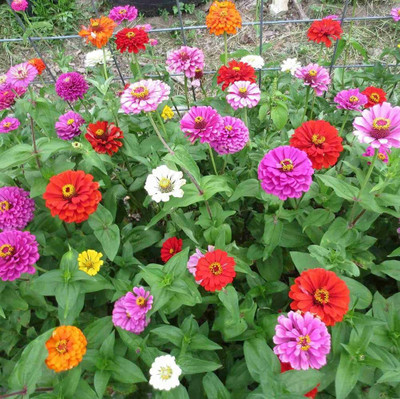 CRGO ZINNIA Seed(70 per packet)