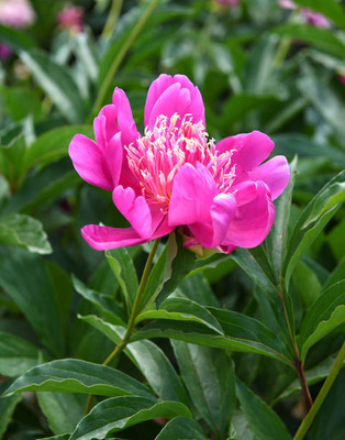 XOLDAA balsam frower Seed(30 per packet)