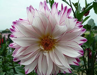 Qualtivate XL-128 Dahlia Flower Seeds Spectacle Seed(50 per packet)