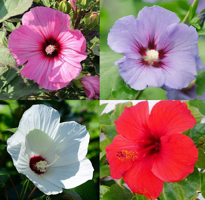 VibeX Hibiscus(China Rose) Mixed Color F1 Hybrid Seeds(120 Seeds) Seed(120 per packet)