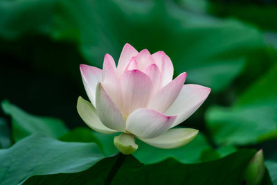 SHYAM lotus,kamal gatta Seed(10 per packet)