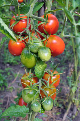 Pramix tomato Seed(110 per packet)